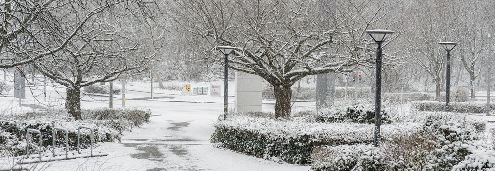 Ein Gehweg ist mit Schnee bedeckt und verschneite Bäume sowie Sträucher stehen daneben.